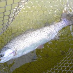 大安トラウトレイク 釣果